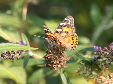 National Donor Memorial Butterfly Garden National Donor Memorial Butterfly Garden
